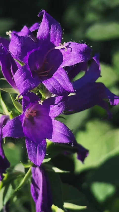 Small pollinator flying over purple bellflower swaying in wind, slow motion 4K 库存影片 340391800