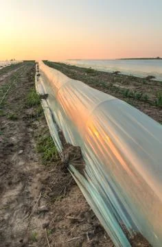 Small polytunnel Foto stock