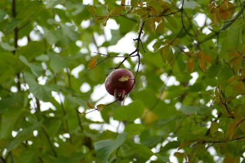Small Pomegranate in Leaves Stock Photos