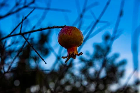 Small pomegranate Stock Photos