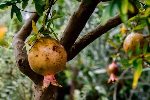 Small pomegranate tree Stock Photos