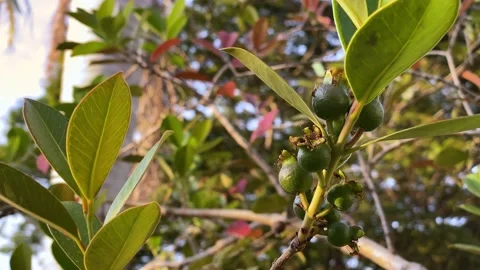Small pomegranates hanging on a tree branch 库存影片 135842751