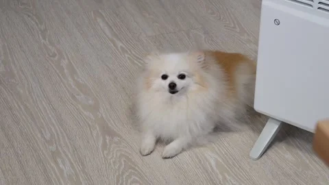 Small pomeranian spitz dog looking at the camera, very cute puppy Stock Footage 300034620