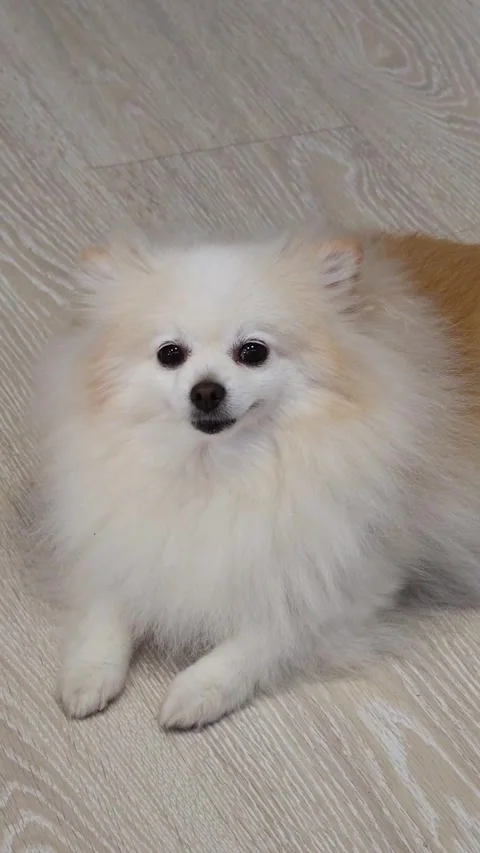 Small pomeranian spitz dog looking at the camera, very cute puppy Stock Footage 300035369