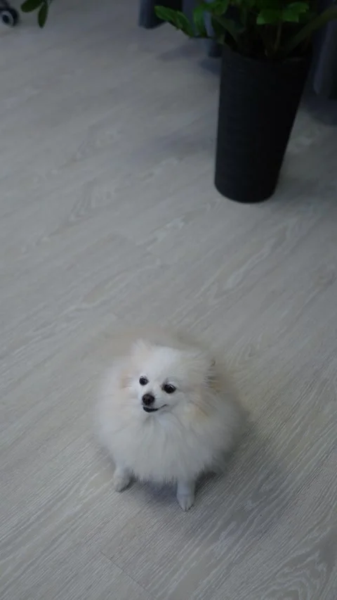 Small pomeranian spitz dog looking at the camera, very cute puppy Stock Footage 300035497