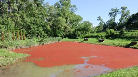 Small pond almost completely covered with vivid red duckweed or aquatic fern. Stock Photos