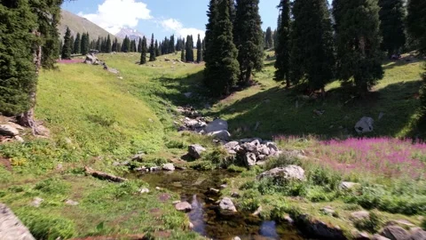 A small pond and a stream in a mountain forest. Video stock 158991475