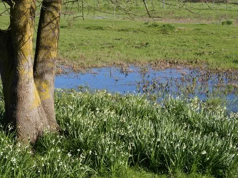 Small pond and tree Stock Photos