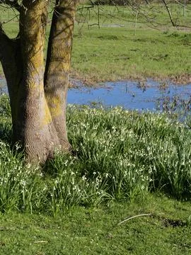 Small pond and tree Stock Photos