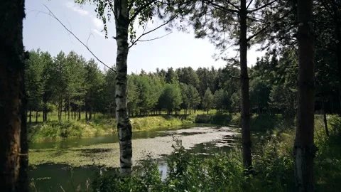 A small pond and trees in front of it against the backdrop of a forest Stock Footage 343796831