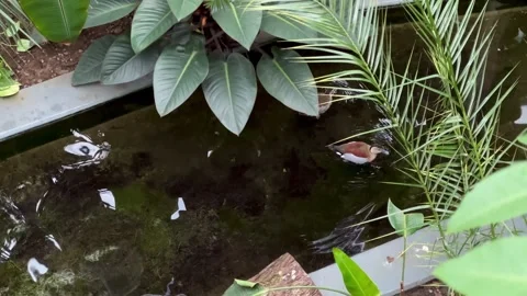 Small pond with aquatic plants in indoor garden Stock Footage 339367444