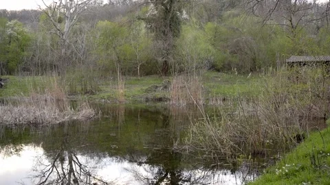 Small pond covered in bare bushes and dry reeds in the middle of woods Stock Footage 260091051