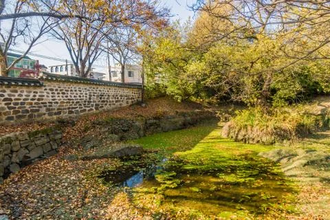 Small pond covered in green algae in an urban public park Foto stock