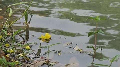 Small pond, dirty, toxic environment from leaf litter. Stock Footage 252291640