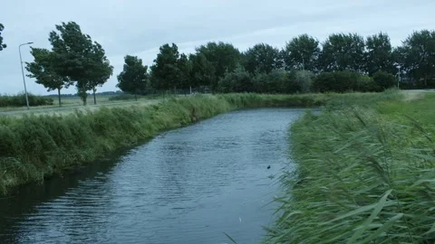 Small Pond With Ducks Swimming In It Video stock 247143034
