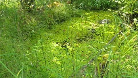 Small pond at eutrophic wetland filled by floating leaves of frogbit aquatic Stock Footage 157002576