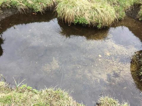A small pond on a field Stock Photos