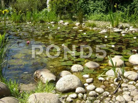 Small pond filled with water lillies Stock Photos