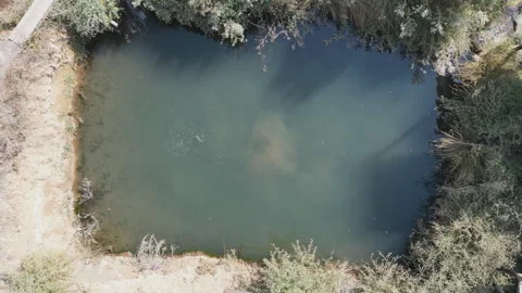 A small pond with fish, surrounded by dry vegetation and bushes. Stock Footage 319019613