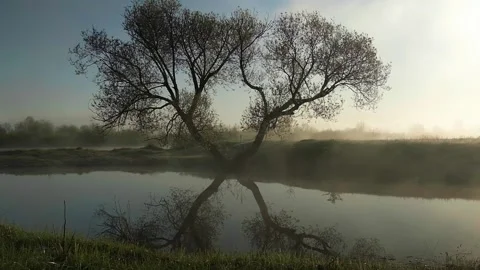 A small pond, fog over a pond, a tree by the lake Stock Footage 242584252