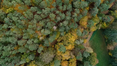 Small pond in the forest - aerial view Stockbeeldmateriaal 97724090
