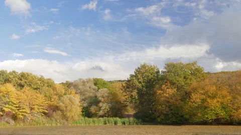Small pond in forest countryside Stock Footage 81090439