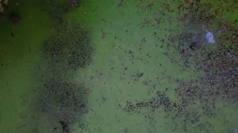 Small pond in the forest 库存影片 148510043