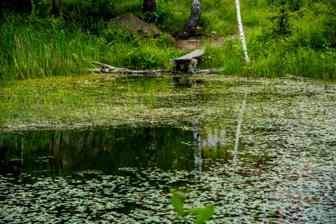 Small pond in forest Stock Photos