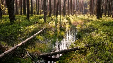 Small Pond in the Forest Reflecting Sun Rays 스톡 동영상 133366991