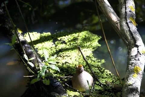 Small pond in the forest with small green plants and small stones. Stock Photos