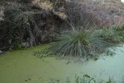 A small pond full of aquatic vegetation Stock Photos