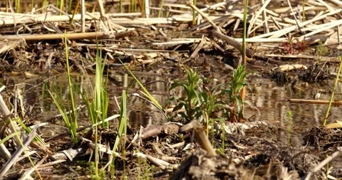 Small pond with grass and dry broken reeds and twigs, wind blowing Stock Footage 254358662