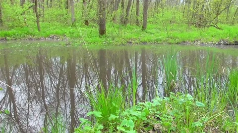 Small pond in green forest, spring flood scene Stock Footage 239745629