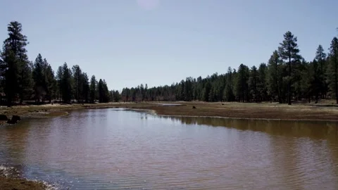 Small pond in a green pine forest under sky Stock Footage 329667424