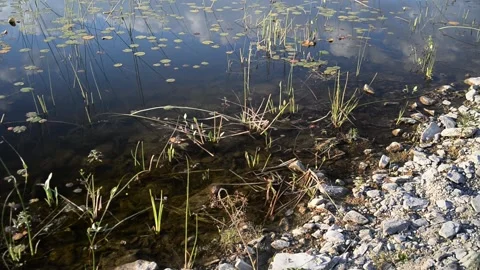 Small pond in the highlands. Video stock 139025752