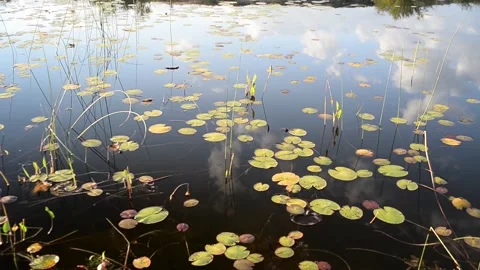 Small pond in the highlands. 스톡 동영상 139025755