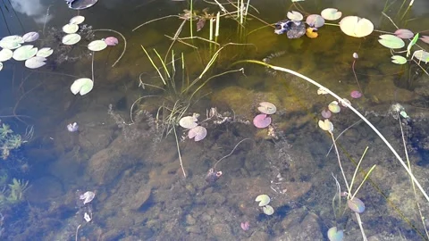 Small pond in the highlands. Video stock 139025762