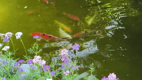 The small pond with koi fish and purple Lantana camara flowers around the pon Stock Footage 308359029