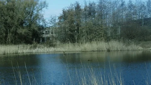 Small Pond In The Middle Of The Woods Video stock 234239679