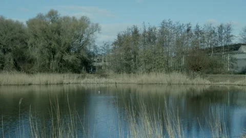Small Pond In The Middle Of The Woods Video stock 234240645