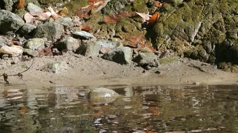 Small pond in nature Stock Footage 22010067
