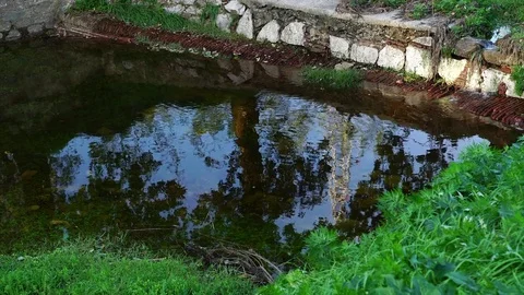 Small pond in the nature Stock Footage 82356417