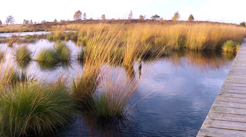 Small pond in a nature reserve. Stock Footage 33463615
