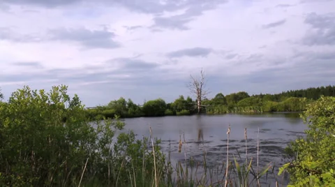 Small pond in a nature reserve. Vídeo Stock 39945663