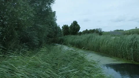 Small Pond Next To A Field Of Wheat Video stock 247143032