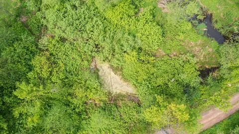 Small pond next to forest river crosing riparian tree stand, Bialowieza Fores Stock Photos