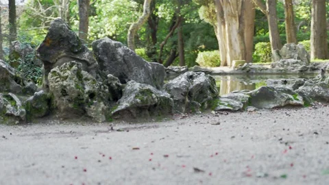 Small pond in the old park Stock Footage 99702746