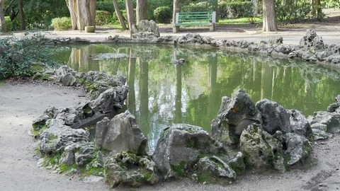 Small pond in the old park Stock Footage 99702926