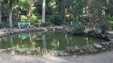 Small pond in the old park Stock Footage 99703299