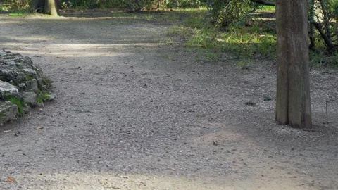 Small pond in the old park Stock Footage 99703635